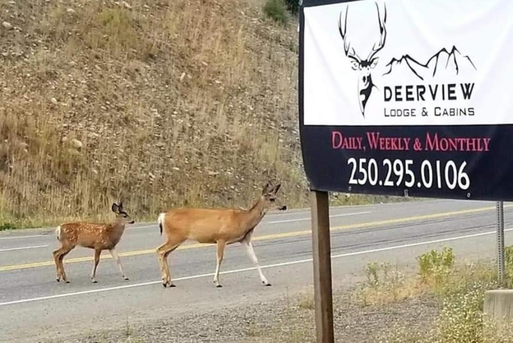 Motel Deerview & - Bc Princeton